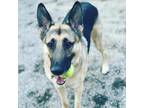 Adopt Barrett a Tan/Yellow/Fawn German Shepherd Dog / Mixed dog in Columbus