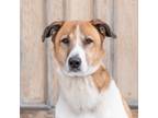 Adopt Ketem a Tan/Yellow/Fawn - with White Mixed Breed (Medium) / Mixed dog in