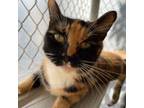 Adopt Blessing a Orange or Red Domestic Shorthair / Mixed cat in Leesburg