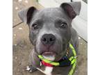 Adopt Dobby a Gray/Silver/Salt & Pepper - with Black American Pit Bull Terrier /