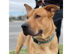 Adopt Hero a Mastiff / Mixed Breed (Large) / Mixed dog in Galveston