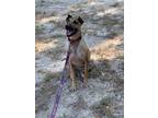 Adopt Archer a Shar Pei / Shepherd (Unknown Type) / Mixed dog in Seguin