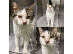 Adopt Fisher a Brown or Chocolate Domestic Shorthair / Domestic Shorthair /