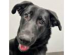 Adopt Brandy a Black Mixed Breed (Medium) / Mixed dog in Chicago, IL (37579766)