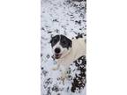 Adopt Penny a White - with Black Great Pyrenees / Border Collie / Mixed dog in