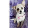 Adopt Maggie a White - with Tan, Yellow or Fawn Terrier (Unknown Type