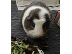 Adopt Bear a Guinea Pig small animal in Mission Viejo, CA (37592037)
