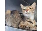 Adopt Flowbee a Tortoiseshell Domestic Shorthair / Mixed cat in Westminster