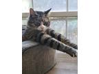 Adopt Thumper a Domestic Shorthair cat in Mesa, AZ (37592470)