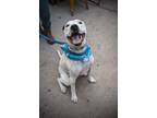 Adopt Chapo a White American Pit Bull Terrier / Catahoula Leopard Dog / Mixed