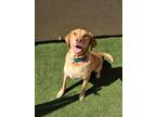 Adopt Dash a White Chesapeake Bay Retriever / Mixed dog in Mesa, AZ (37592472)