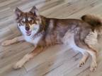 Adopt Sienna a Brown/Chocolate Alaskan Malamute / Mixed dog in Mesa