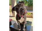 Adopt Seven a White American Staffordshire Terrier / Mixed dog in Mesa