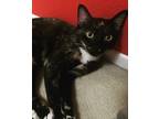 Adopt Heidi a Calico or Dilute Calico Domestic Shorthair (short coat) cat in