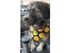 Adopt Dixie a Gray/Silver/Salt & Pepper - with Black Schnauzer (Miniature) /