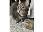 Adopt Grandpa a Gray, Blue or Silver Tabby Domestic Shorthair (short coat) cat
