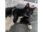 Adopt Catrina a All Black Domestic Shorthair / Mixed cat in New Fairfield