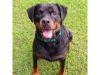 Adopt Rainbow a Black Rottweiler / Mixed dog in Helena, AL (35251043)