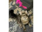 Adopt Beepers a Gray, Blue or Silver Tabby Domestic Shorthair (short coat) cat