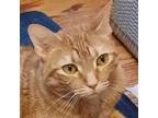 Adopt Mandy a Orange or Red Tabby Domestic Shorthair (short coat) cat in
