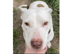 Adopt Destiny a White - with Brown or Chocolate American Pit Bull Terrier /