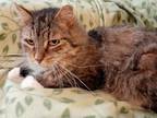 Adopt Furbie a Brown Tabby Domestic Mediumhair (medium coat) cat in Toronto