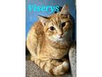Adopt Viserys a Orange or Red Domestic Shorthair (short coat) cat in