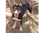 Adopt Chloe K66 4-11-23 a Brown/Chocolate Husky / Mixed dog in San Angelo