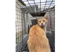 Adopt Teeny a Orange or Red Domestic Shorthair cat in Whiteville, NC (37577610)