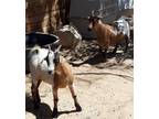 Adopt Riana a Goat farm-type animal in Palmdale, CA (35263918)