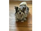 Adopt Bruce a Merle Aussiedoodle / Pomeranian / Mixed dog in Hayes