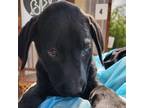 Adopt Po a Black German Shepherd Dog / Rottweiler / Mixed dog in Edinburg