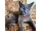 Adopt Soldier a Gray or Blue Domestic Shorthair / Mixed cat in Winchester