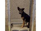Adopt Charlotte 2 a Black German Shepherd Dog / Mixed Breed (Medium) / Mixed dog