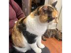 Adopt Twix a Calico or Dilute Calico Domestic Shorthair / Mixed cat in