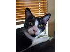 Adopt Elvis Edgel a Black & White or Tuxedo Domestic Shorthair (short coat) cat
