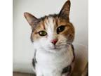 Adopt Connie a White Domestic Shorthair / Mixed cat in Green Bay, WI (37578698)