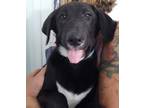 Adopt Heidi a Black - with White Labrador Retriever / Mixed dog in East