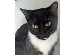 Adopt Toledo a Black & White or Tuxedo Domestic Shorthair (short coat) cat in