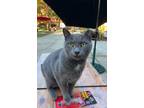 Adopt Stefano a Gray or Blue Russian Blue / Domestic Shorthair / Mixed cat in El