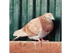 Adopt Reno a Pigeon bird in San Diego, CA (37589679)