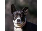 Adopt Sadie a Black - with White Mixed Breed (Medium) / Mixed dog in Chicago