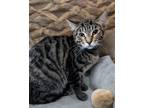 Adopt Cleveland a Brown Tabby Domestic Shorthair (short coat) cat in Lake Worth