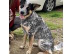 Adopt Cora a Black Australian Cattle Dog / Blue Heeler / Mixed dog in Kaufman