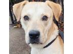 Adopt Derrick a Tan/Yellow/Fawn Mixed Breed (Medium) / Mixed dog in Chicago