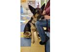 Adopt Jack a German Shepherd Dog / Mixed dog in los angeles, CA (37582521)