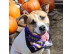 Adopt Phoebe LLD* a Australian Cattle Dog / Terrier (Unknown Type