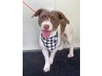 Adopt Nikky a Brown/Chocolate - with White Terrier (Unknown Type
