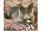 Adopt Boris a Gray or Blue Russian Blue / Domestic Shorthair / Mixed cat in