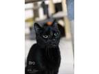 Adopt Bro a All Black Domestic Shorthair (short coat) cat in West Palm Beach